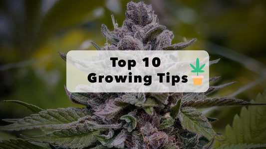 top 10 best weed growing tips