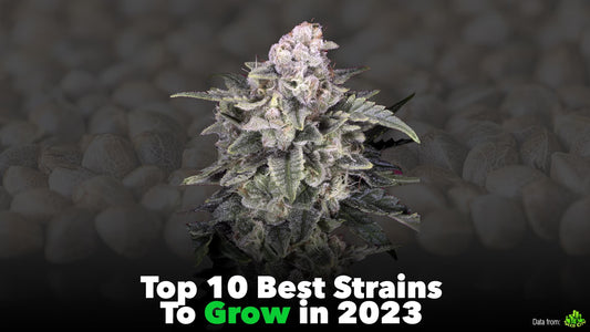 top 10 best weed strains to grow indoors in 2023